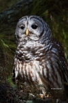 Animals-in-the-Wild;Barred-Owl;Birds-of-Prey;One;Owl;Photography;Strix-varia;avi